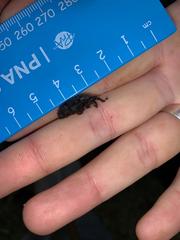 Phacecorynes sommeri