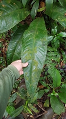 (c) Celso Henrique Varela Rios, some rights reserved (CC BY) Anthurium sellowianum, photograph (c) Celso Henrique Varela Rios, some rights reserved (CC BY)