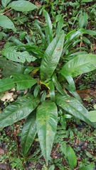(c) Celso Henrique Varela Rios, some rights reserved (CC BY) Anthurium sellowianum, photograph (c) Celso Henrique Varela Rios, some rights reserved (CC BY)