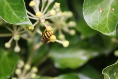 Vespula germanica