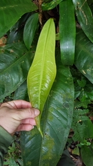 Anthurium sellowianum, photograph (c) Celso Henrique Varela Rios, some rights reserved (CC BY)