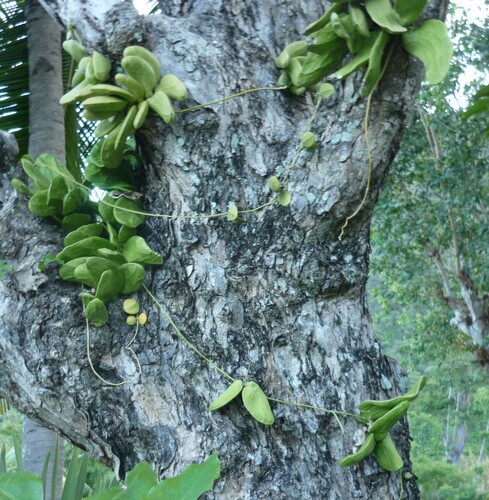 Dischidia major, photograph 2