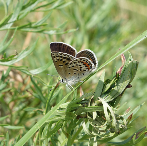 Fischer's Blue