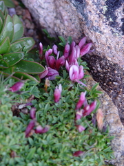 Trifolium nanum