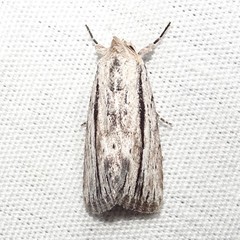 Catabenoides