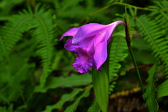 Sobralia macrantha