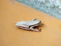 Boana bischoffi