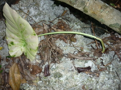 Remusatia vivipara, photograph (c) Ian Cowie, some rights reserved (CC BY)