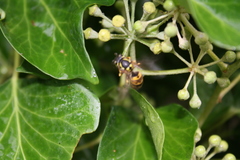 Vespula germanica