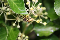 Vespula germanica