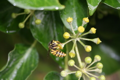 Vespula germanica