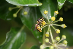 Vespula germanica