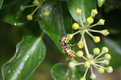 Vespula germanica