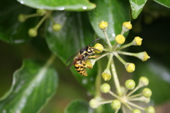 Vespula germanica