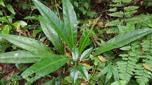 Anthurium sellowianum, photograph 1