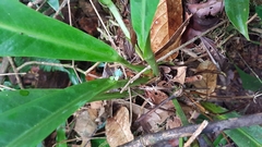 (c) Celso Henrique Varela Rios, some rights reserved (CC BY) Anthurium sellowianum, photograph (c) Celso Henrique Varela Rios, some rights reserved (CC BY)