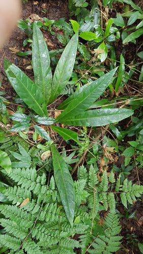 Anthurium sellowianum, photograph 3
