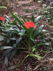 Clivia miniata