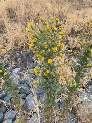 Heterotheca grandiflora