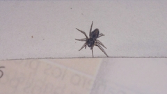 Araneae