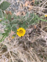 Heterotheca grandiflora