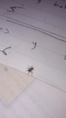 Araneae