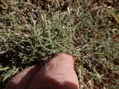 Erigeron divaricatus