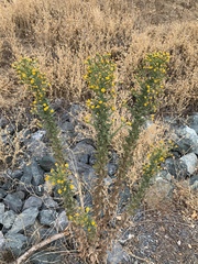 Heterotheca grandiflora