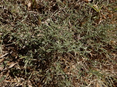 Erigeron divaricatus