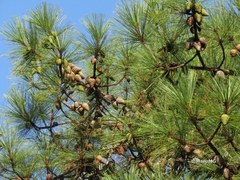 Pinus pringlei