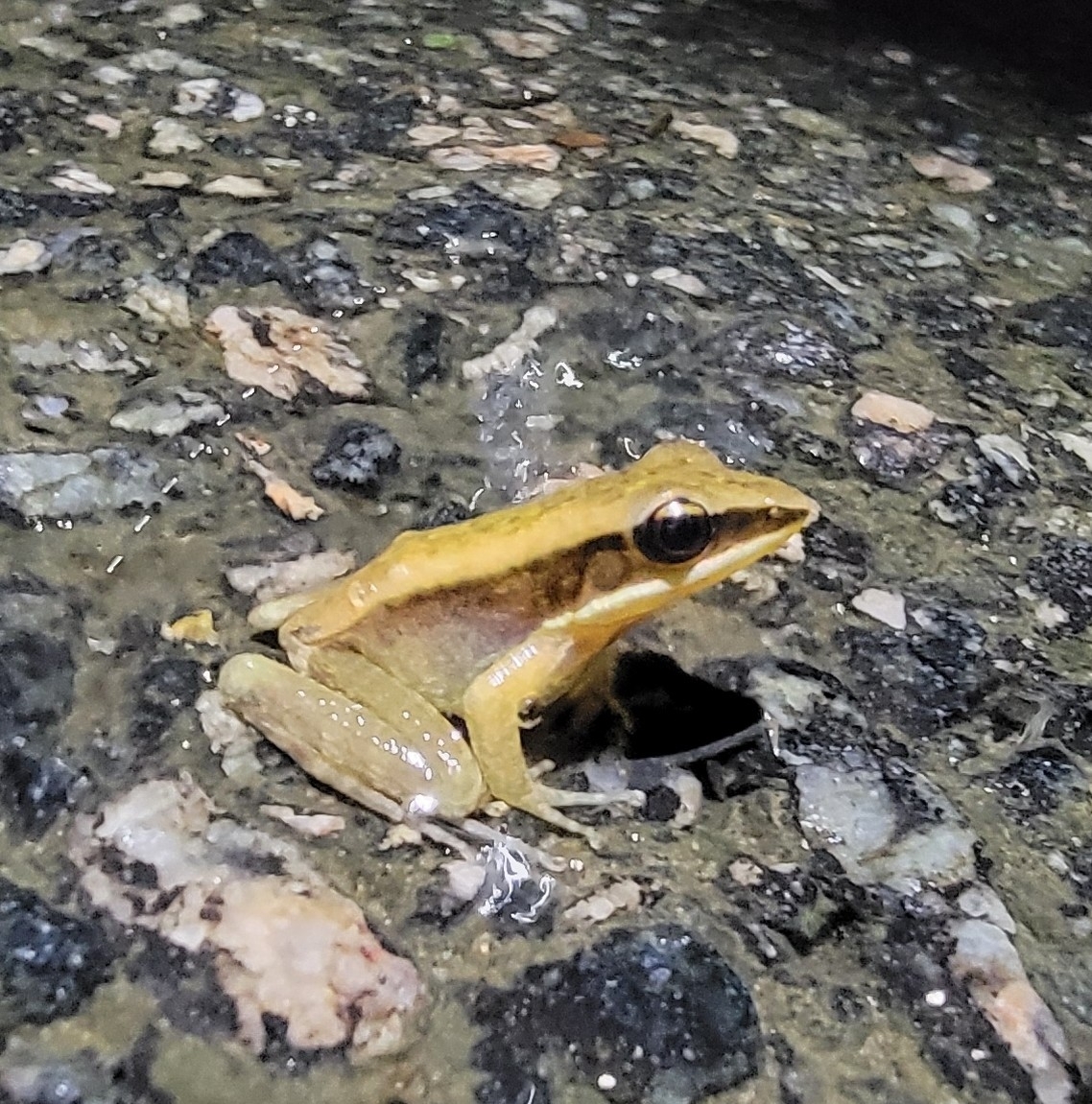 Doni Golden-Backed Frog