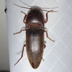Diplostethus