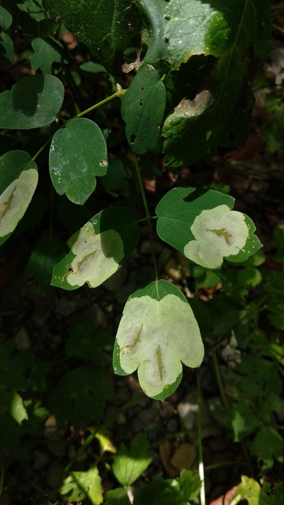 Phytomyza plumiseta
