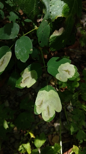 Phytomyza plumiseta