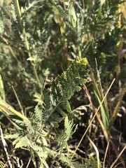 Achillea filipendulina