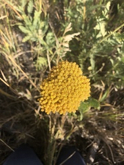 Achillea filipendulina