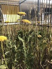 Achillea filipendulina