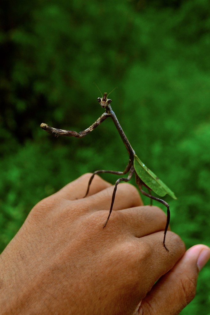 Texas Unicorn Mantis