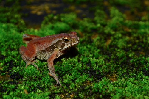 Dwarf toad, Incilius canaliferus