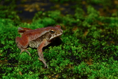 Incilius canaliferus