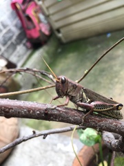 Melanoplus differentialis