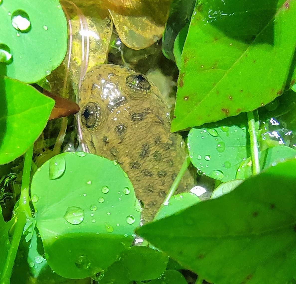 Meowing Wrinkled Frog