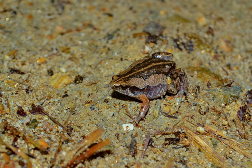 Two-spaded Narrow-mouthed Toad