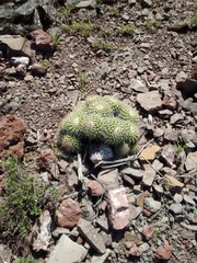 Mammillaria compressa compressa