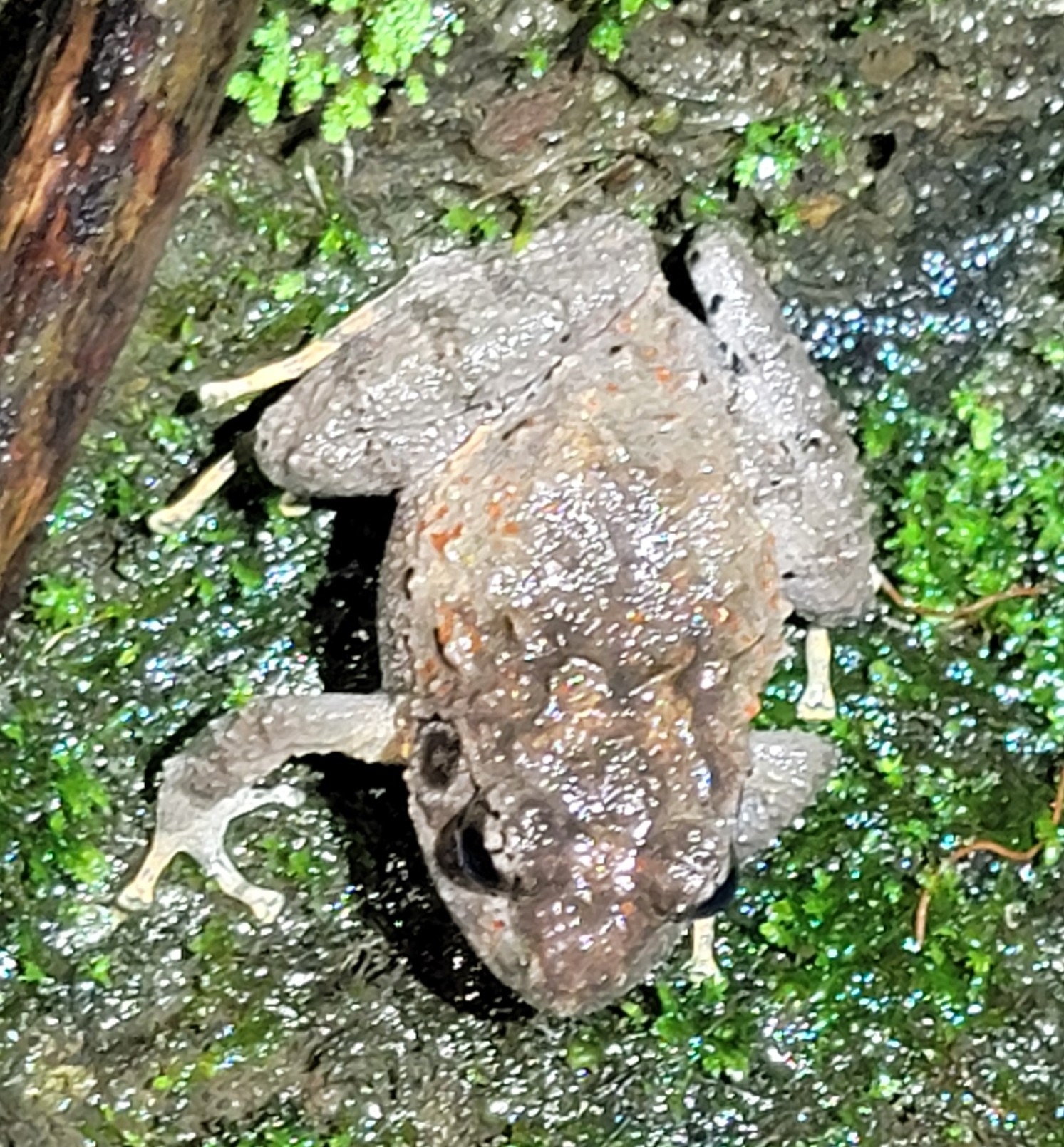 Warty-Skinned Mountain Leaping Frog