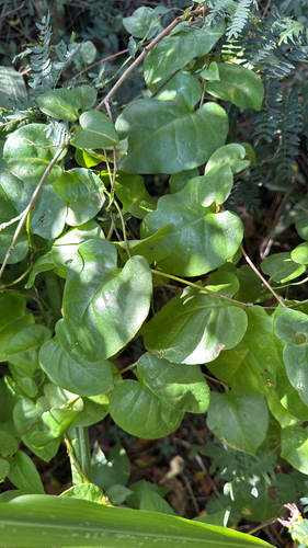 Anredera cordifolia observed 2025-07-11