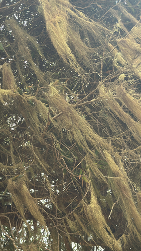 iNaturalist observation photo of lace lichen