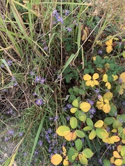 Symphyotrichum chilense