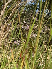 Symphyotrichum chilense