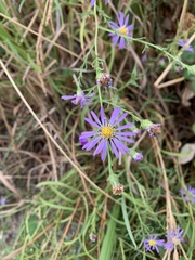 Symphyotrichum chilense